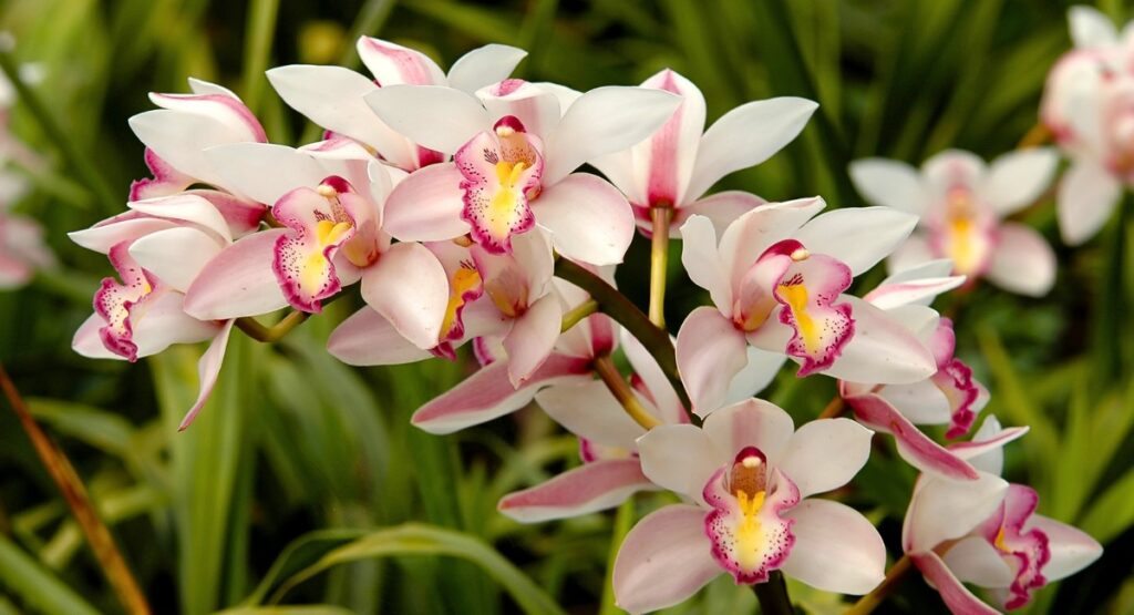 Orquideas