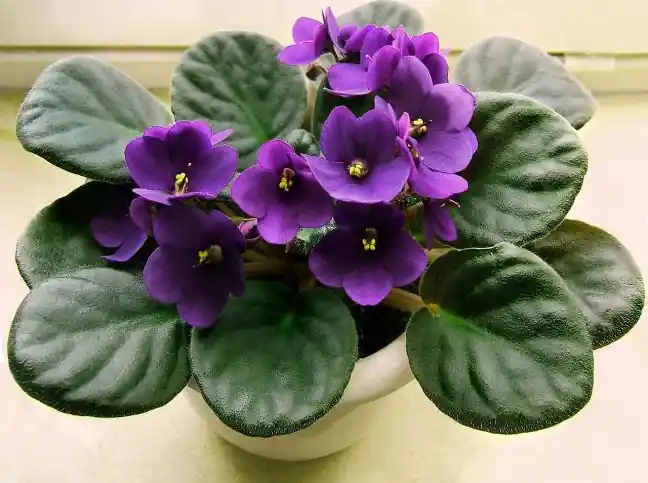 Violetas